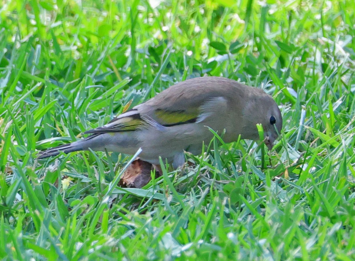 Lawrence's Goldfinch - ML644107588