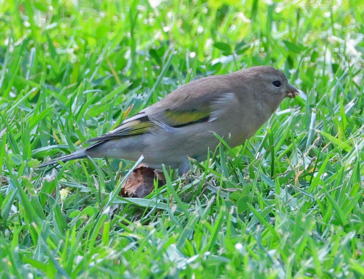 Lawrence's Goldfinch - ML644107589
