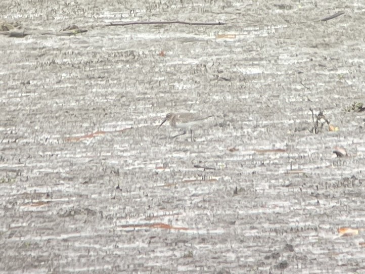 Dunlin - ML644107601