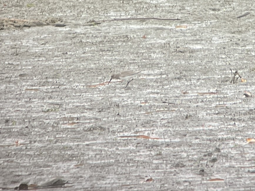 Dunlin - ML644107602