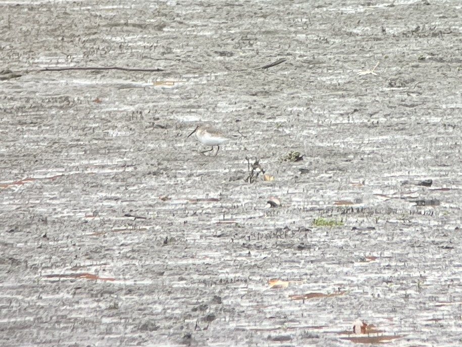 Dunlin - ML644107603