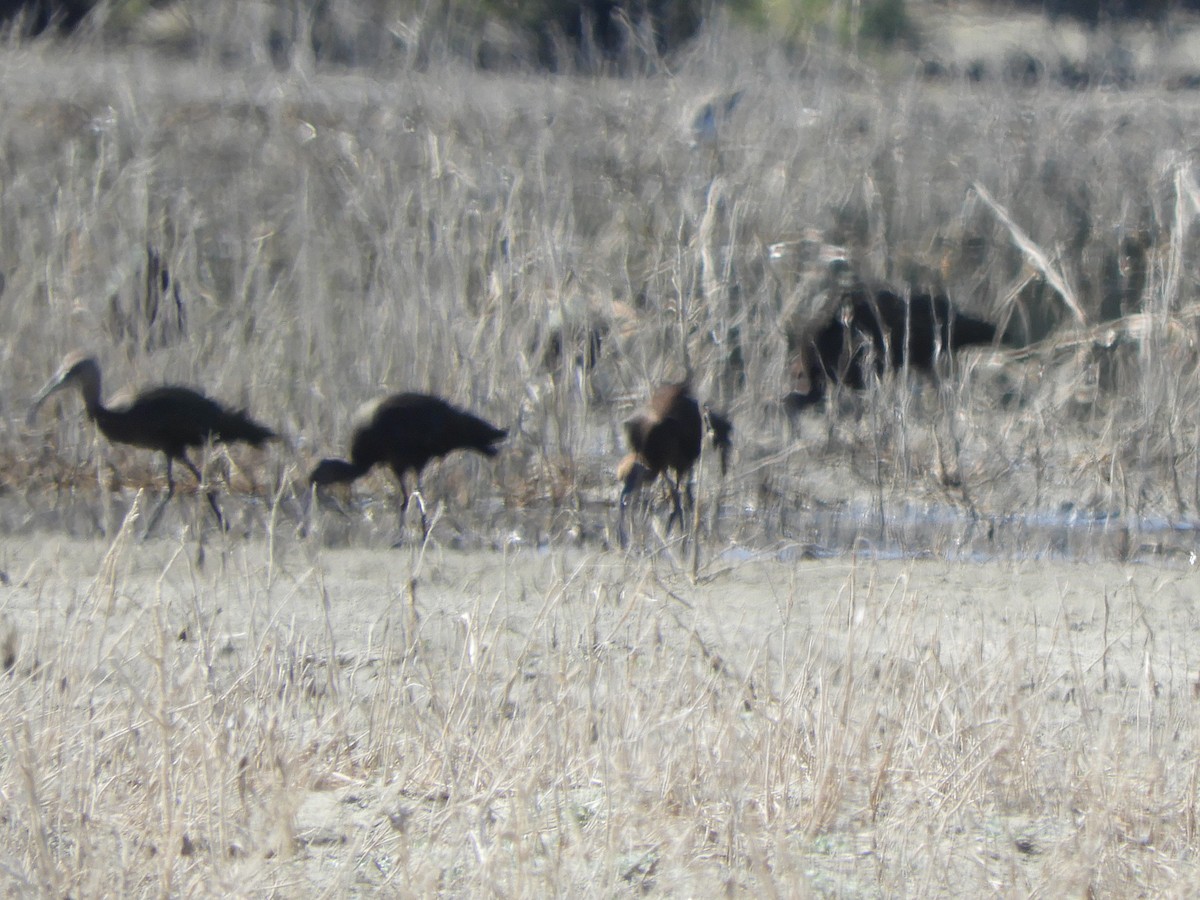 White-faced Ibis - ML644107615
