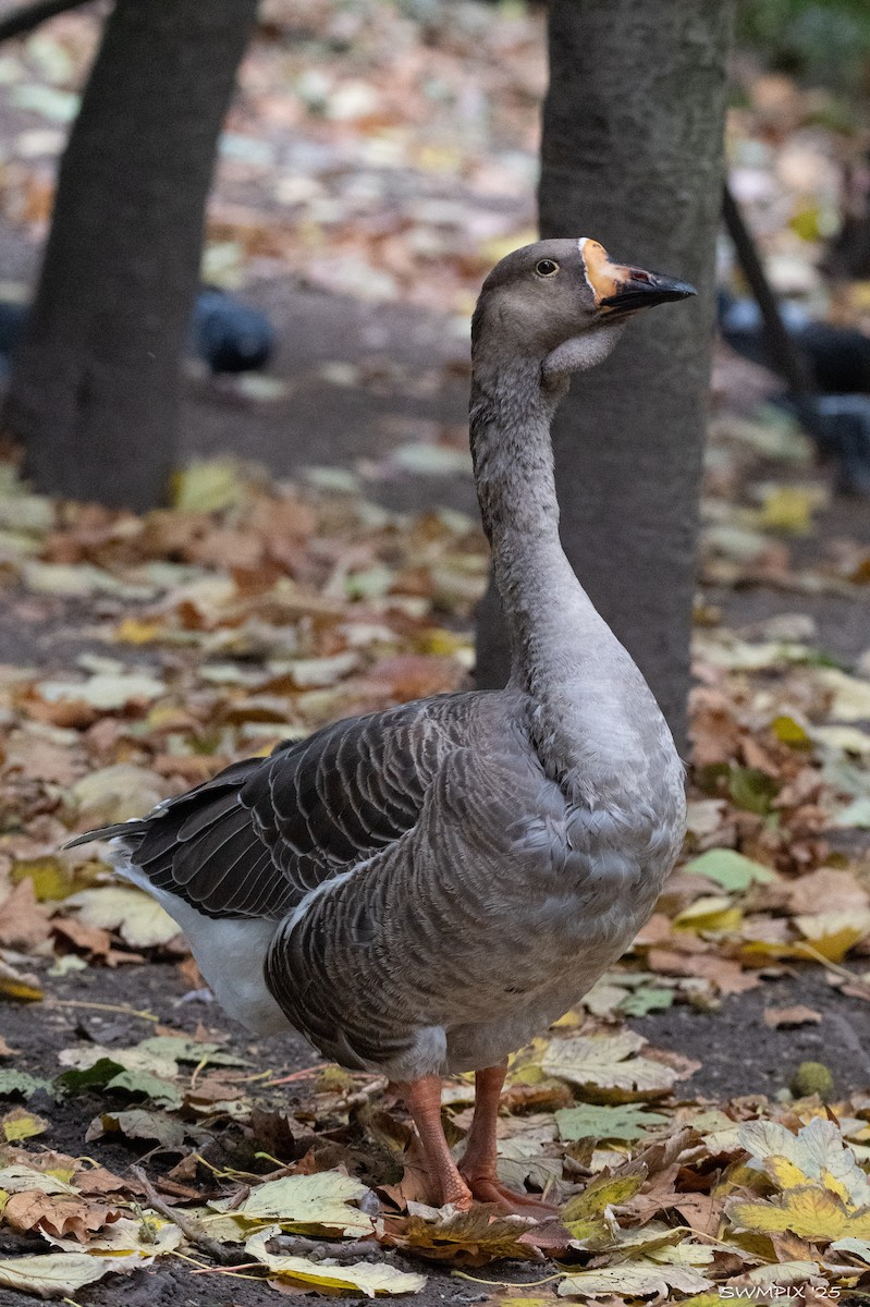 husa labutí (domestikovaná) - ML644107618