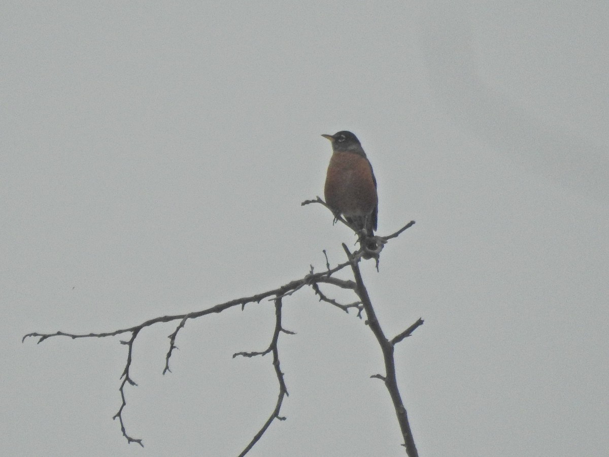 American Robin - ML644107638