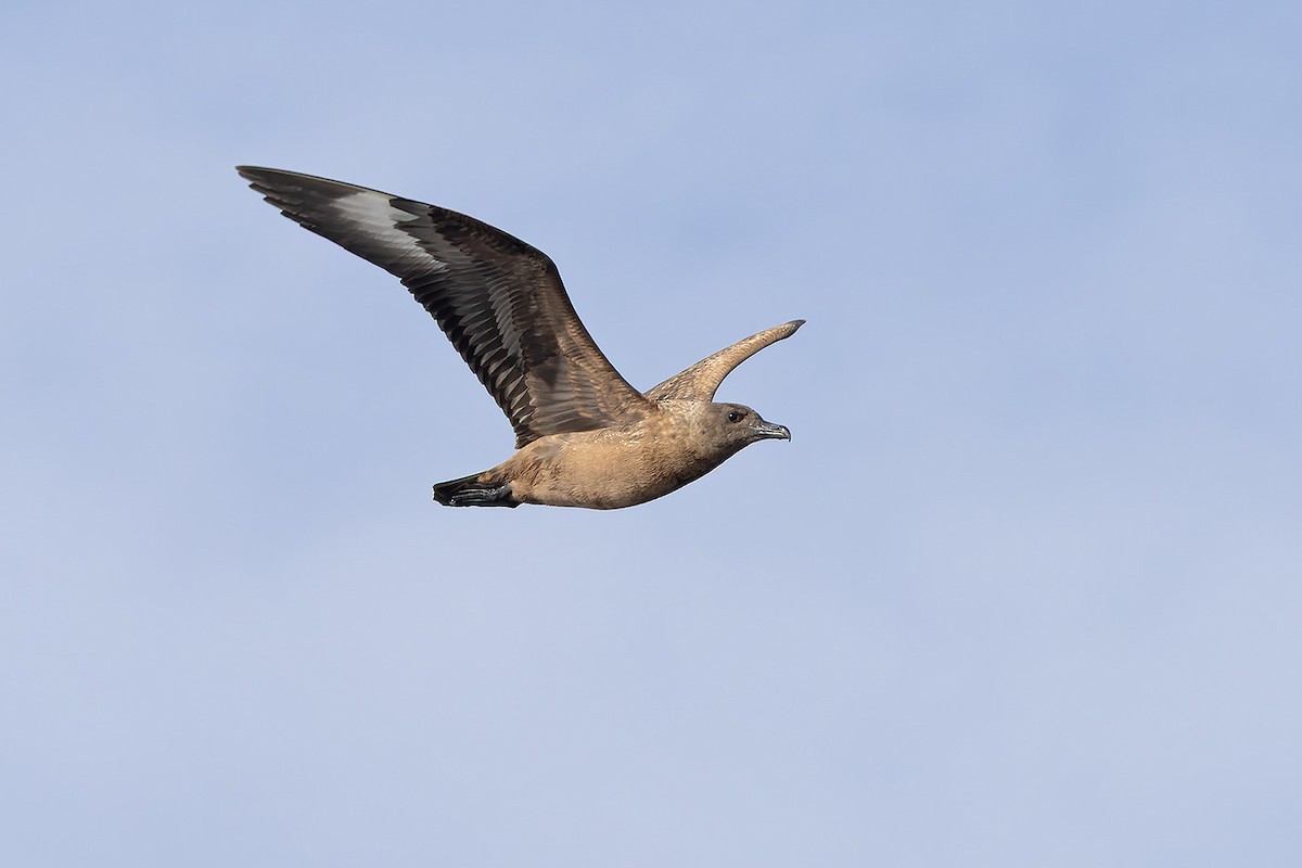 Great Skua - ML644107639