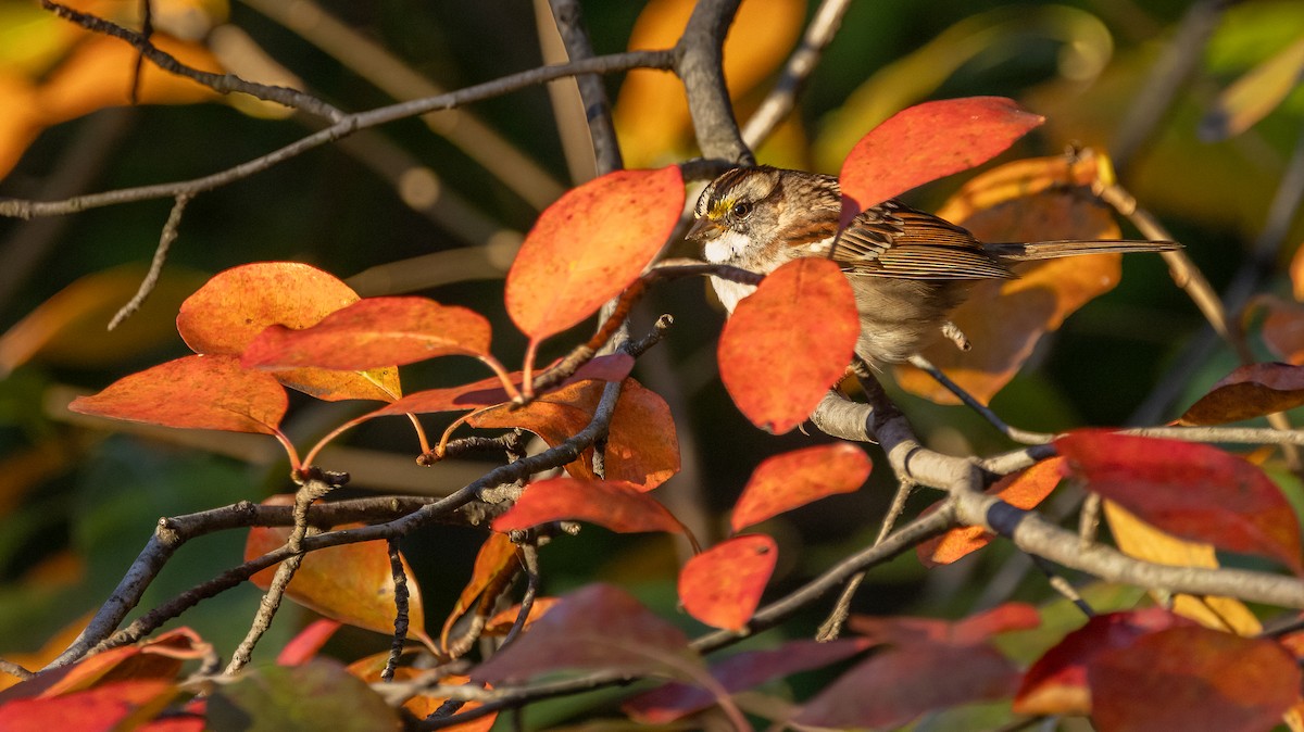 White-throated Sparrow - ML644107646