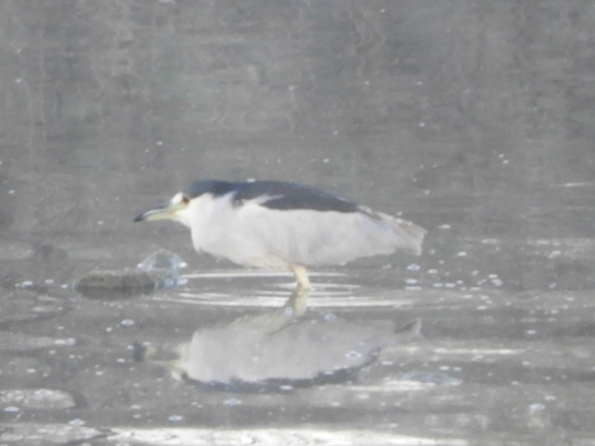 Black-crowned Night Heron - ML644107647