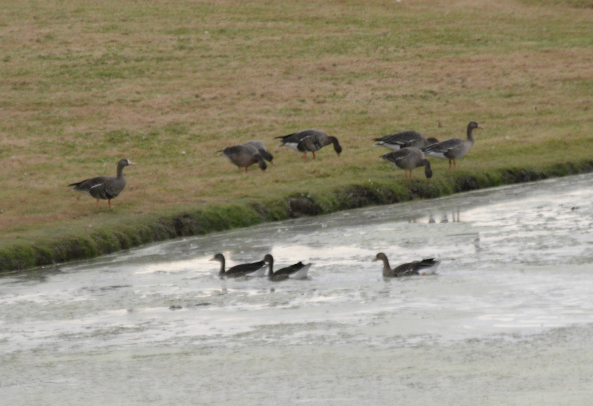 Greater White-fronted Goose - ML644107649