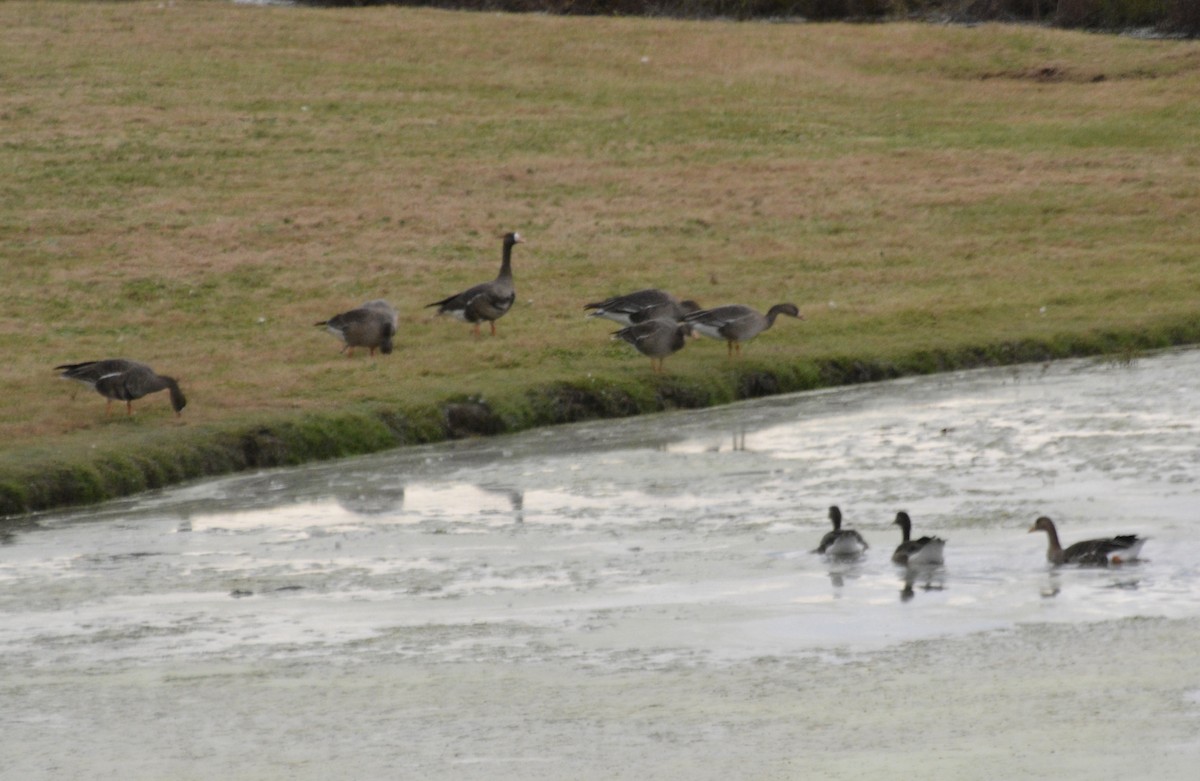 Greater White-fronted Goose - ML644107650