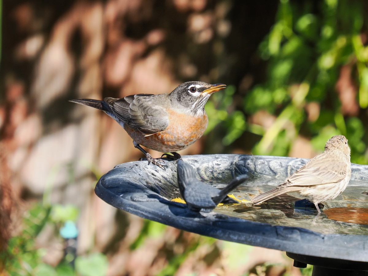 American Robin - ML644107651