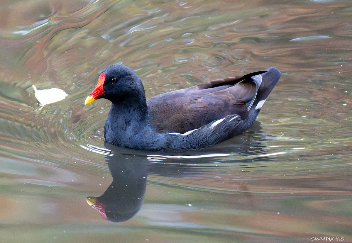 Eurasian Moorhen - ML644107652
