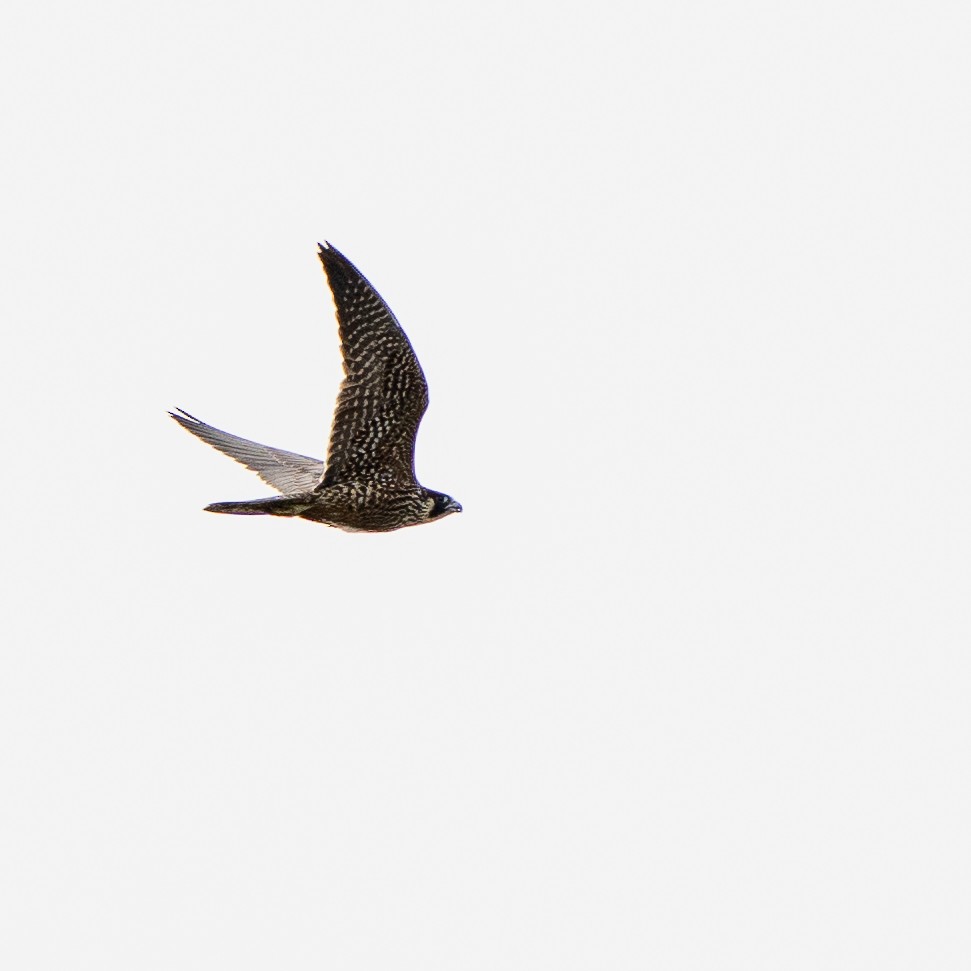 Peregrine Falcon - ML644107654
