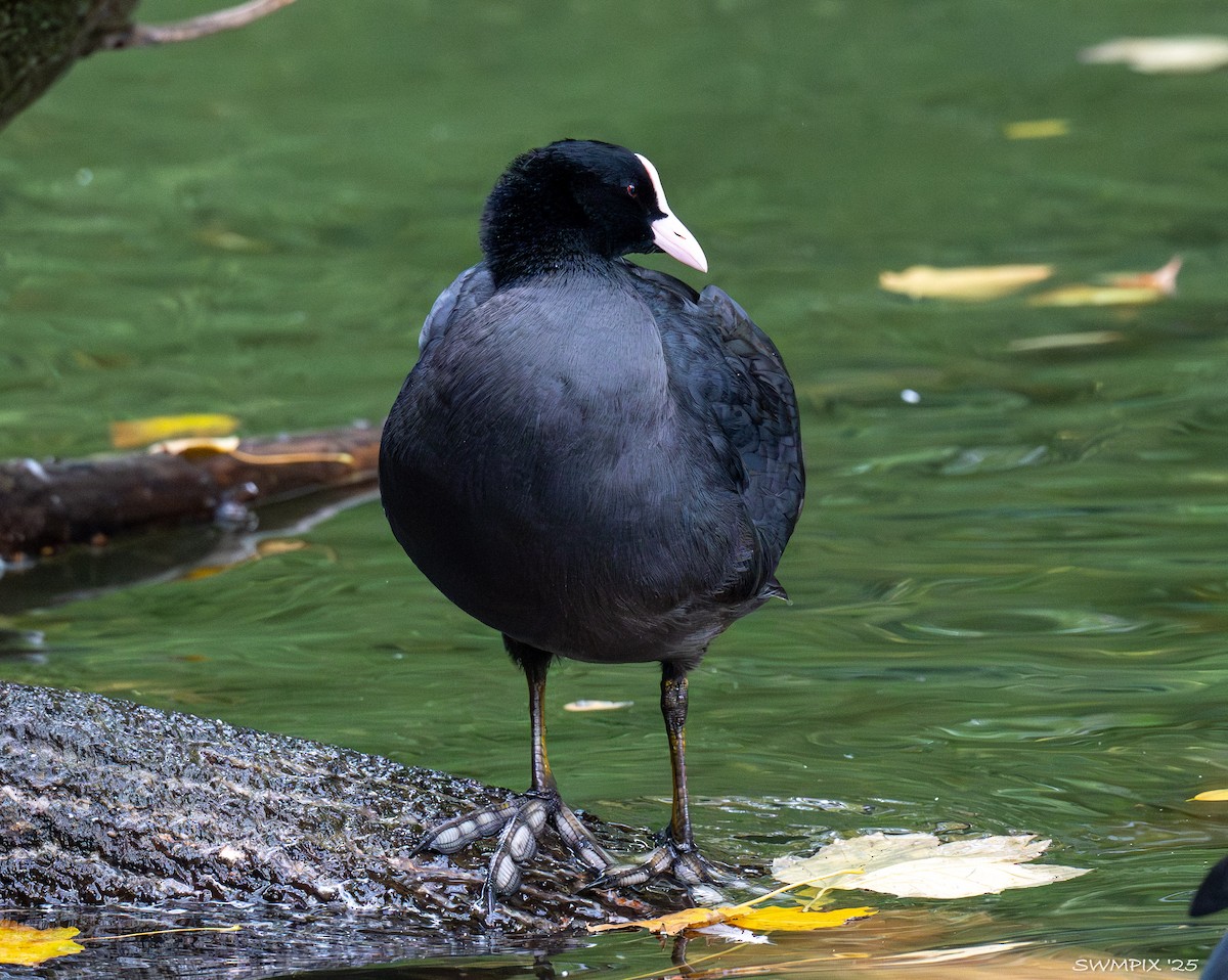 Eurasian Coot - ML644107655