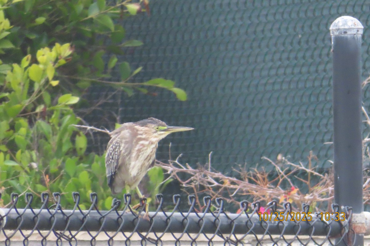 Green Heron - ML644107659