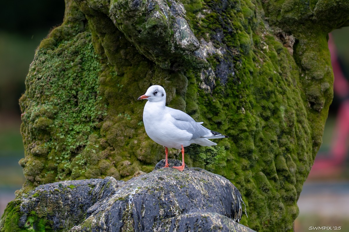 Black-headed Gull - ML644107660