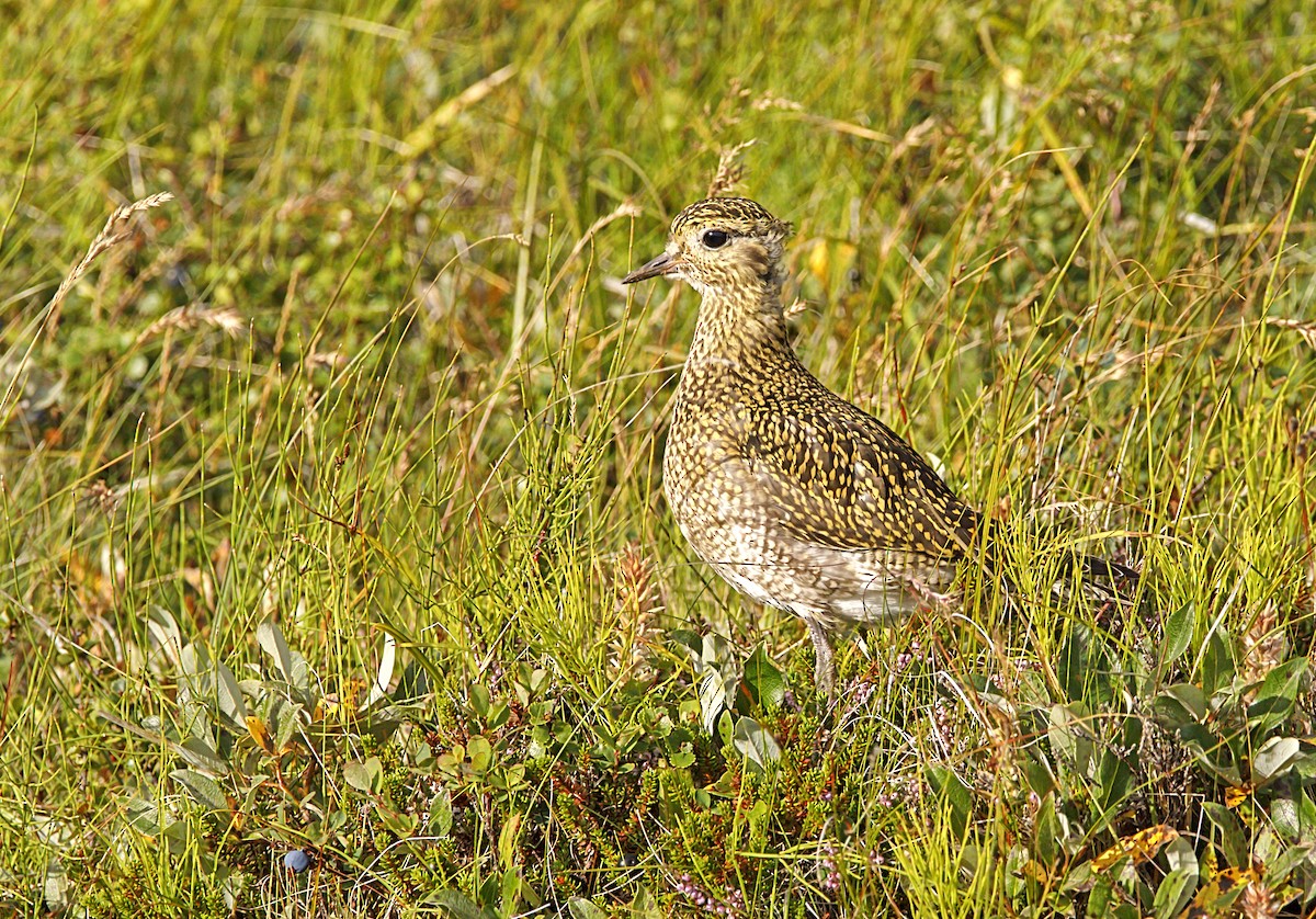 European Golden-Plover - ML644107661