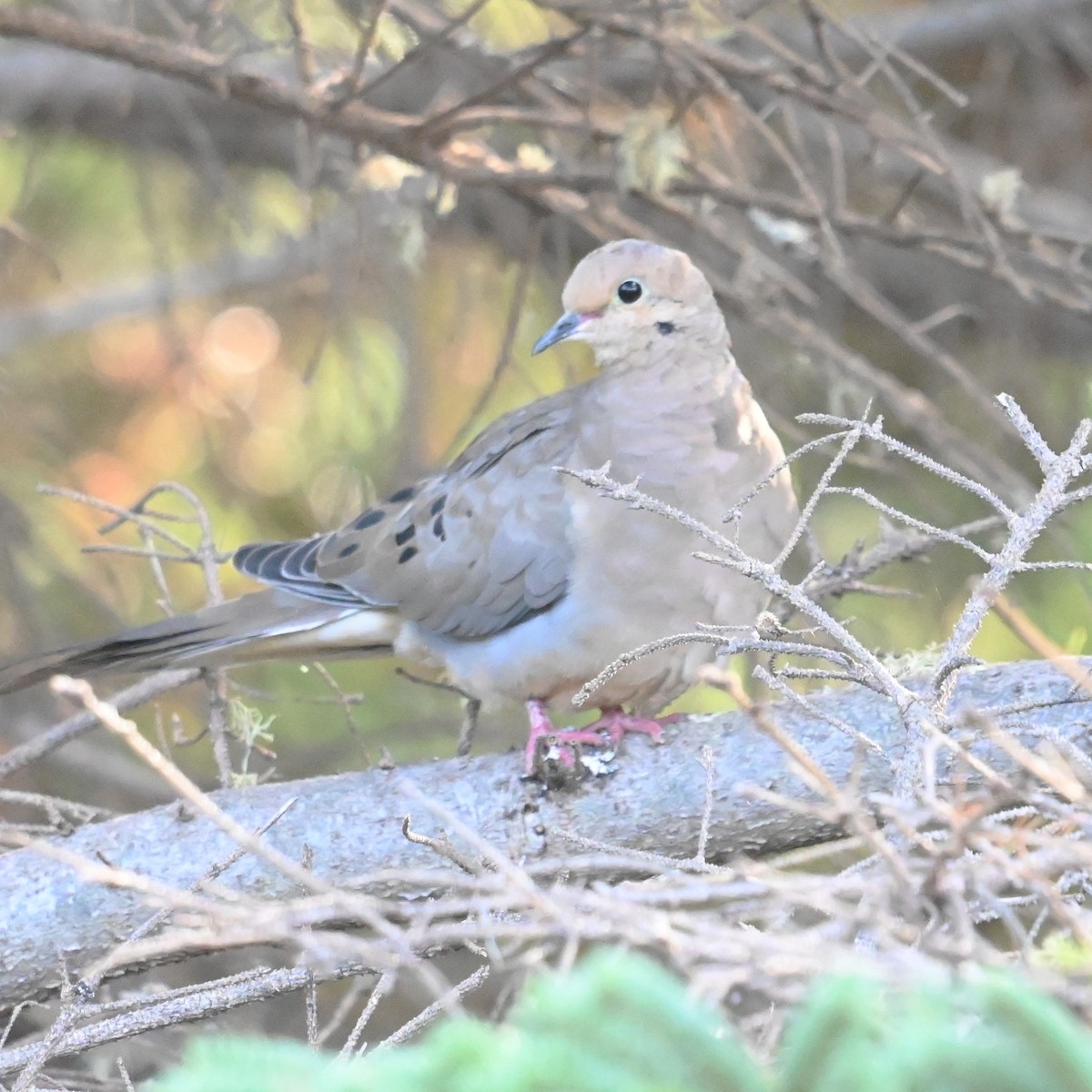 Mourning Dove - ML644107666