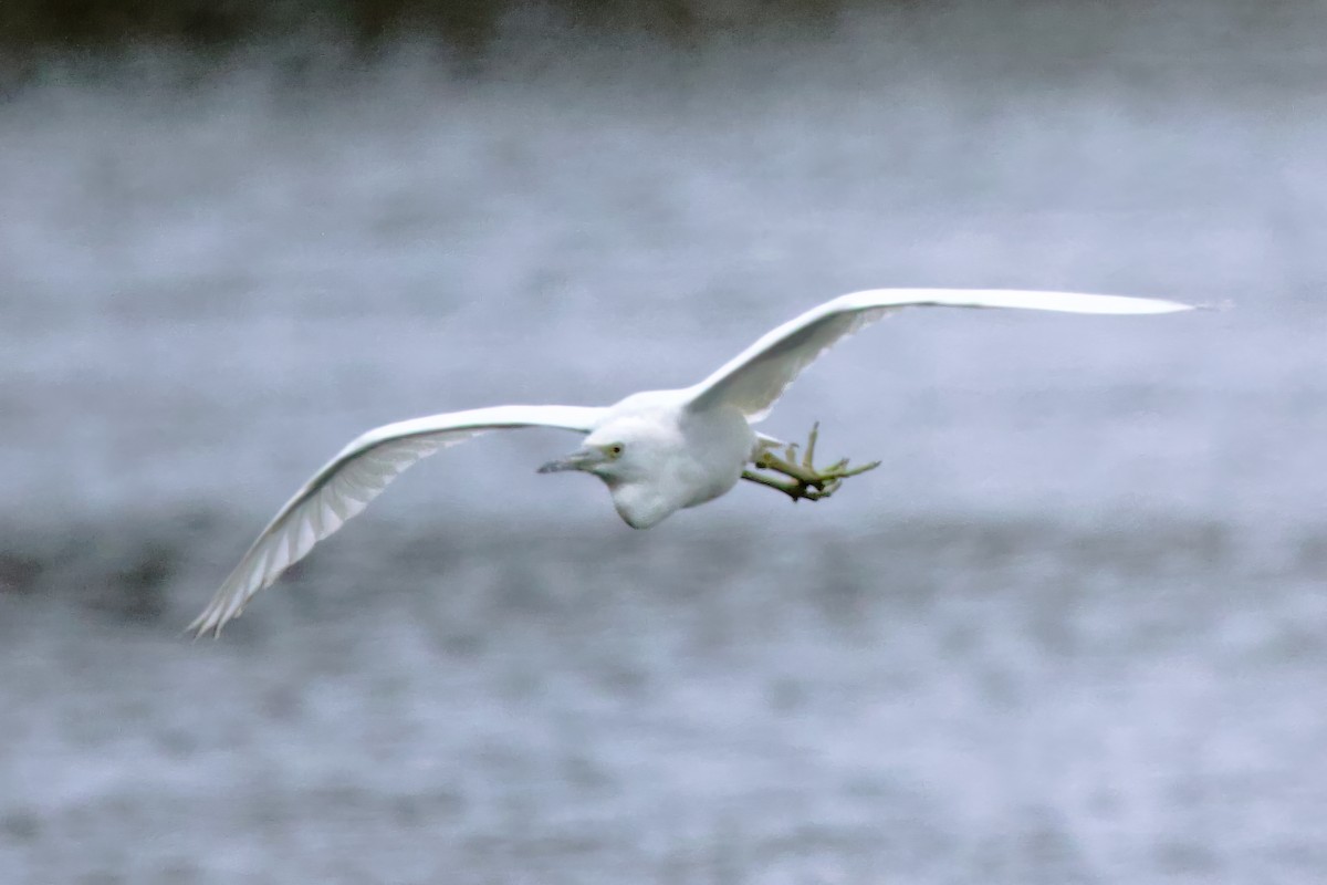 Garceta Azul - ML644107667