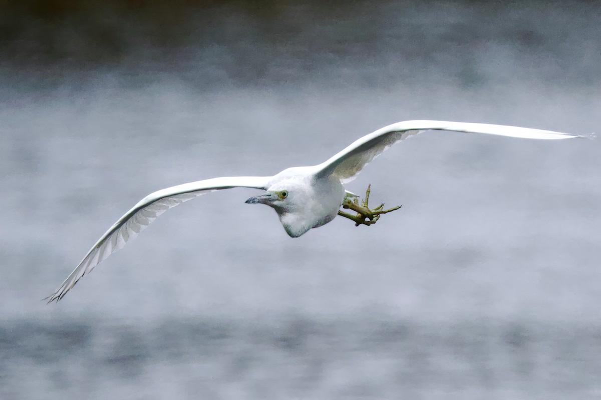 Garceta Azul - ML644107668