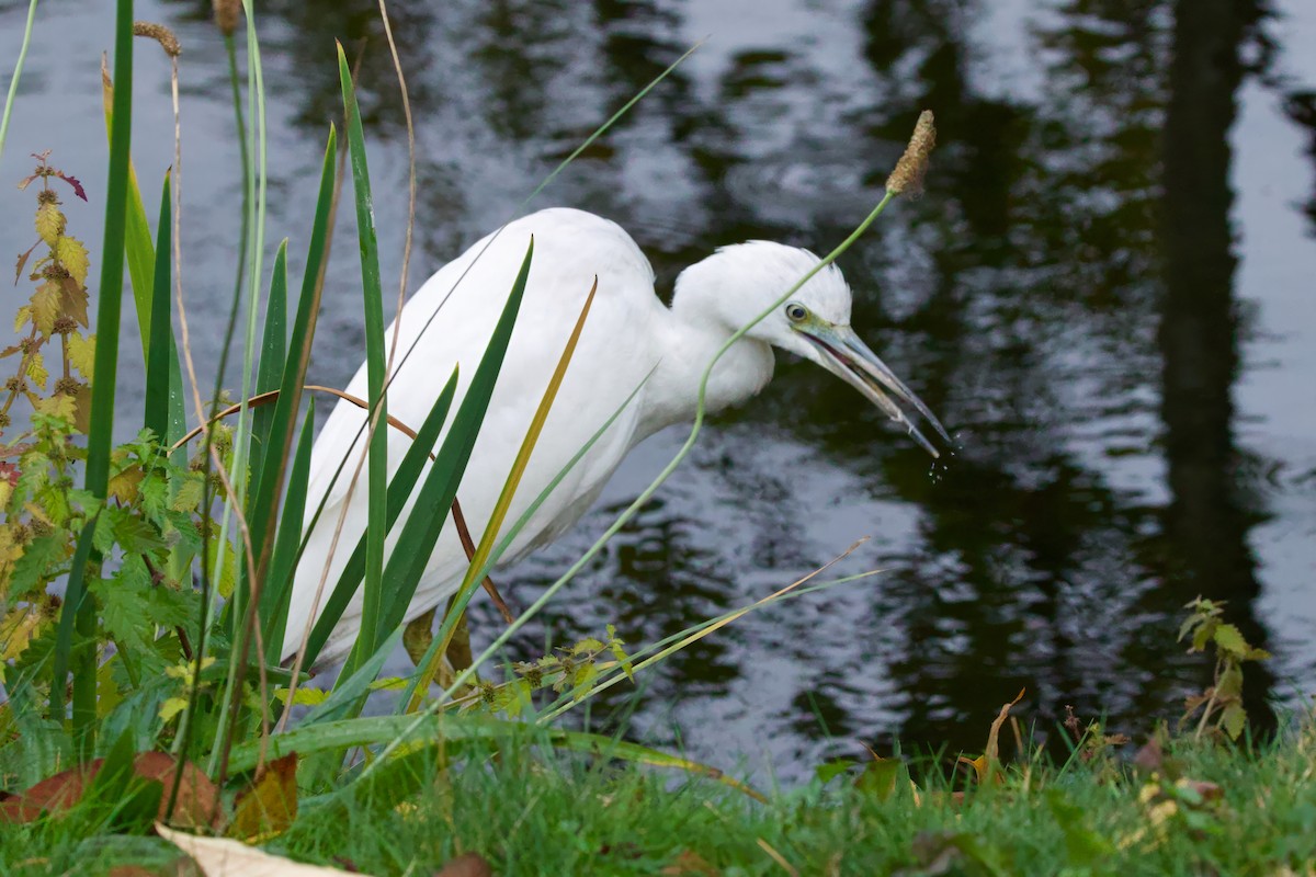 Garceta Azul - ML644107669