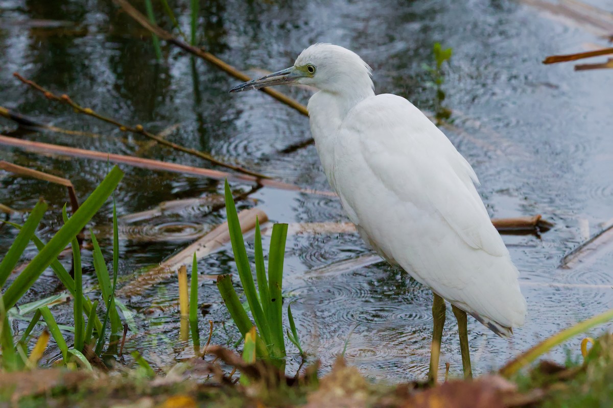 Garceta Azul - ML644107670