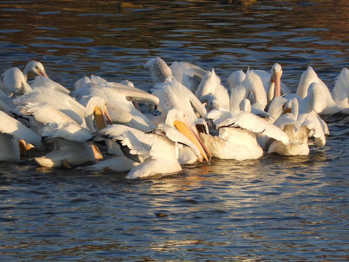 American White Pelican - ML644107671