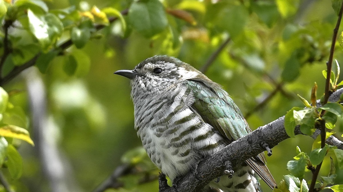 Shining Bronze-Cuckoo - ML644107672