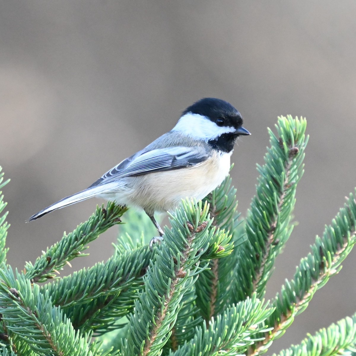 Black-capped Chickadee - ML644107674