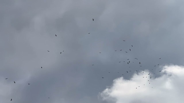 Truthahngeier - ML644107677