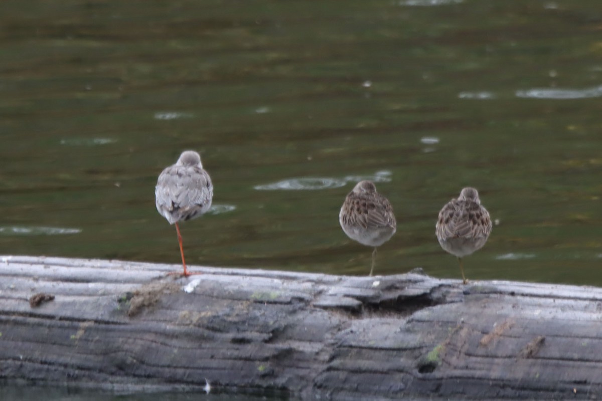 ביצנית אדומת-רגל - ML644107678