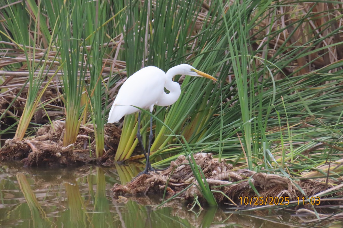Great Egret - ML644107679