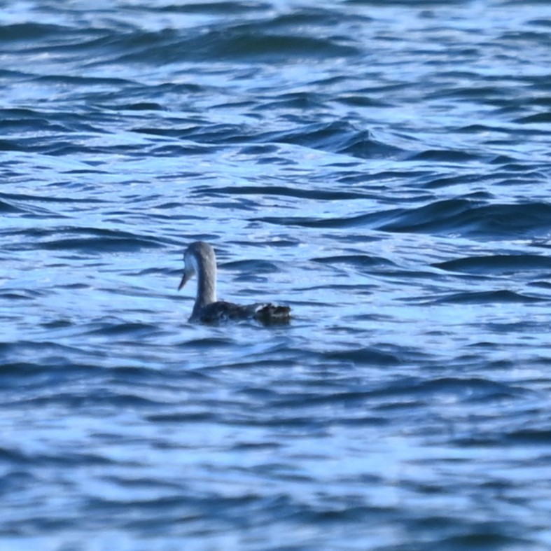 Red-throated Loon - ML644107680