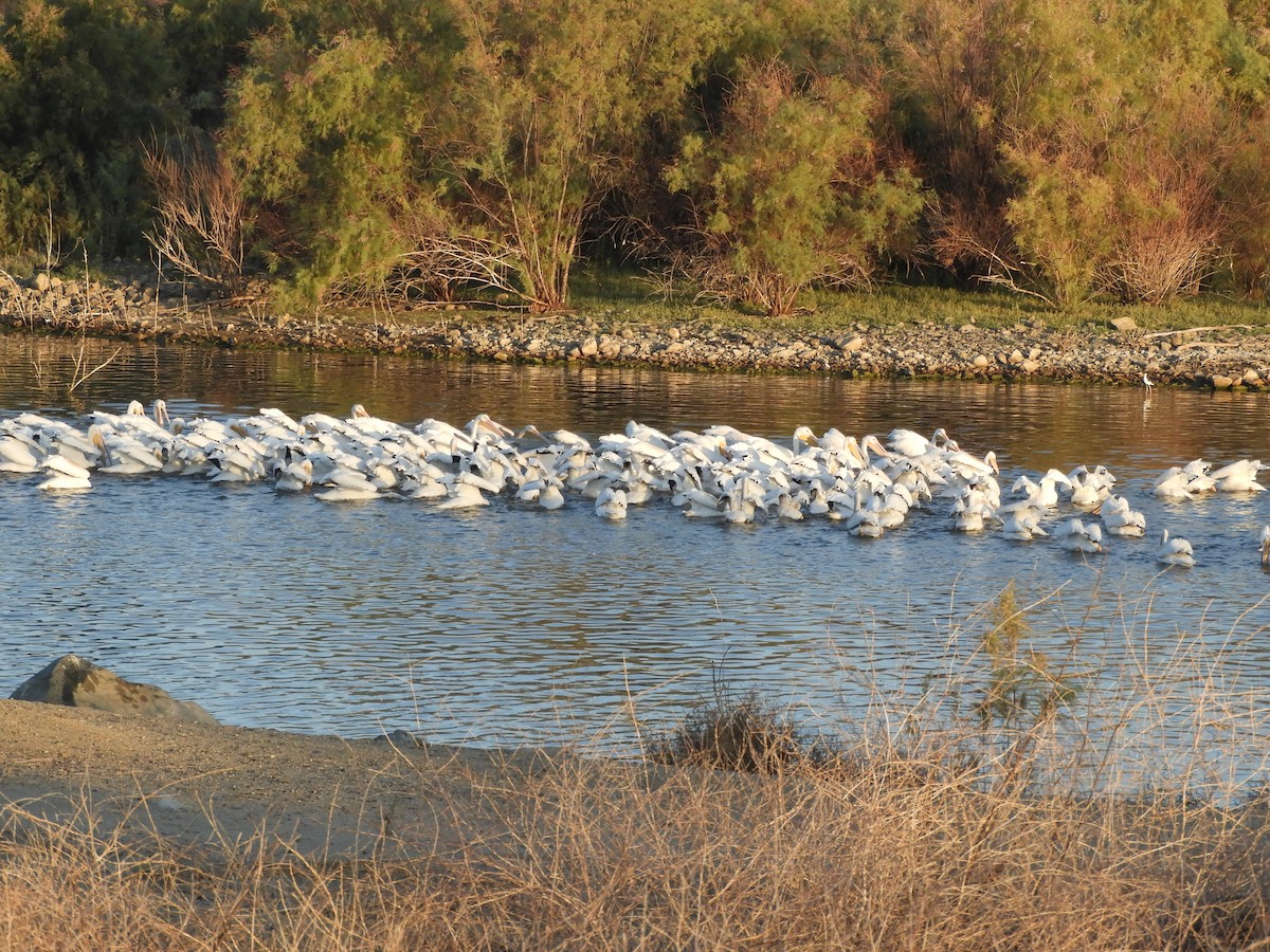 American White Pelican - ML644107681