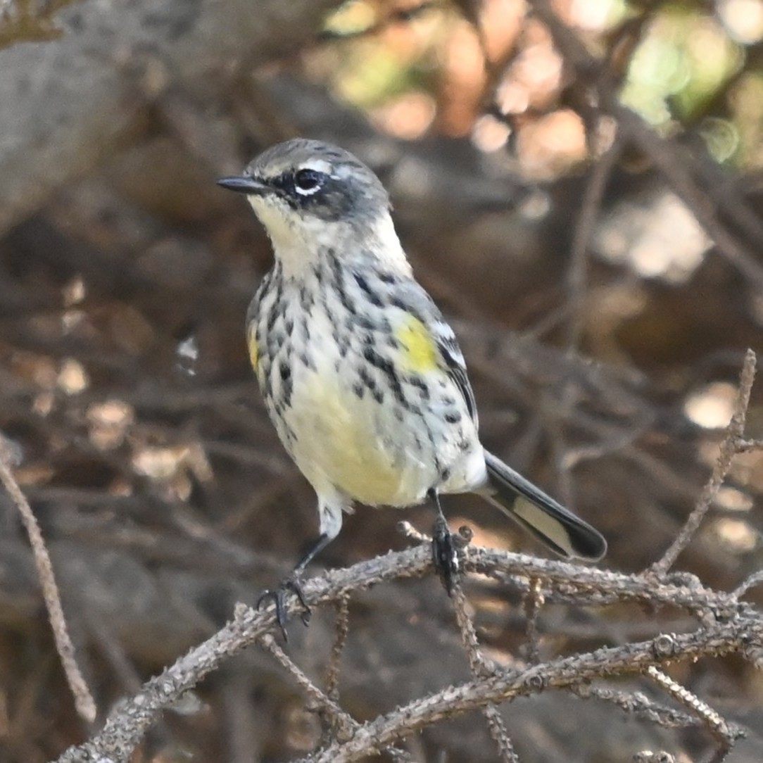 Yellow-rumped Warbler - ML644107682