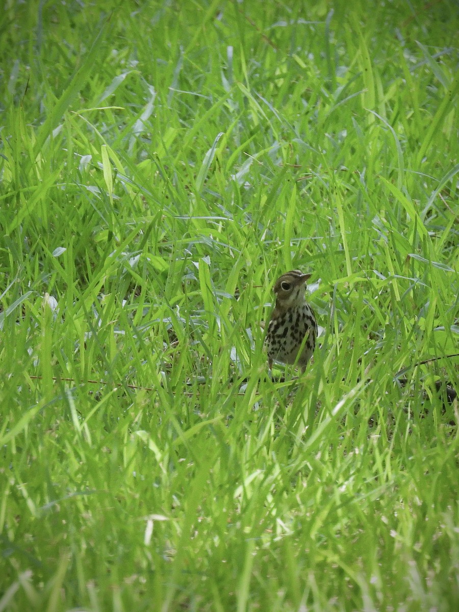 カマドムシクイ - ML644107683