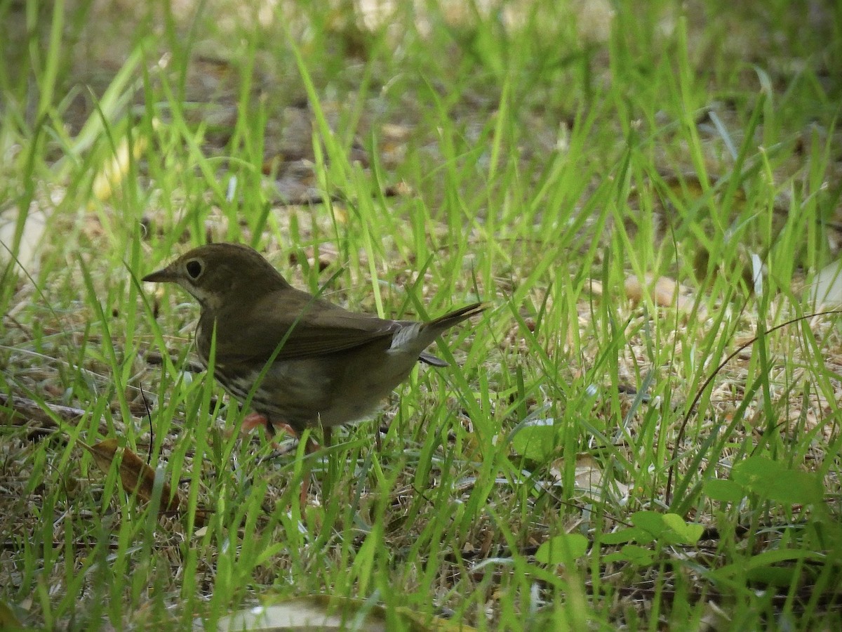 カマドムシクイ - ML644107684