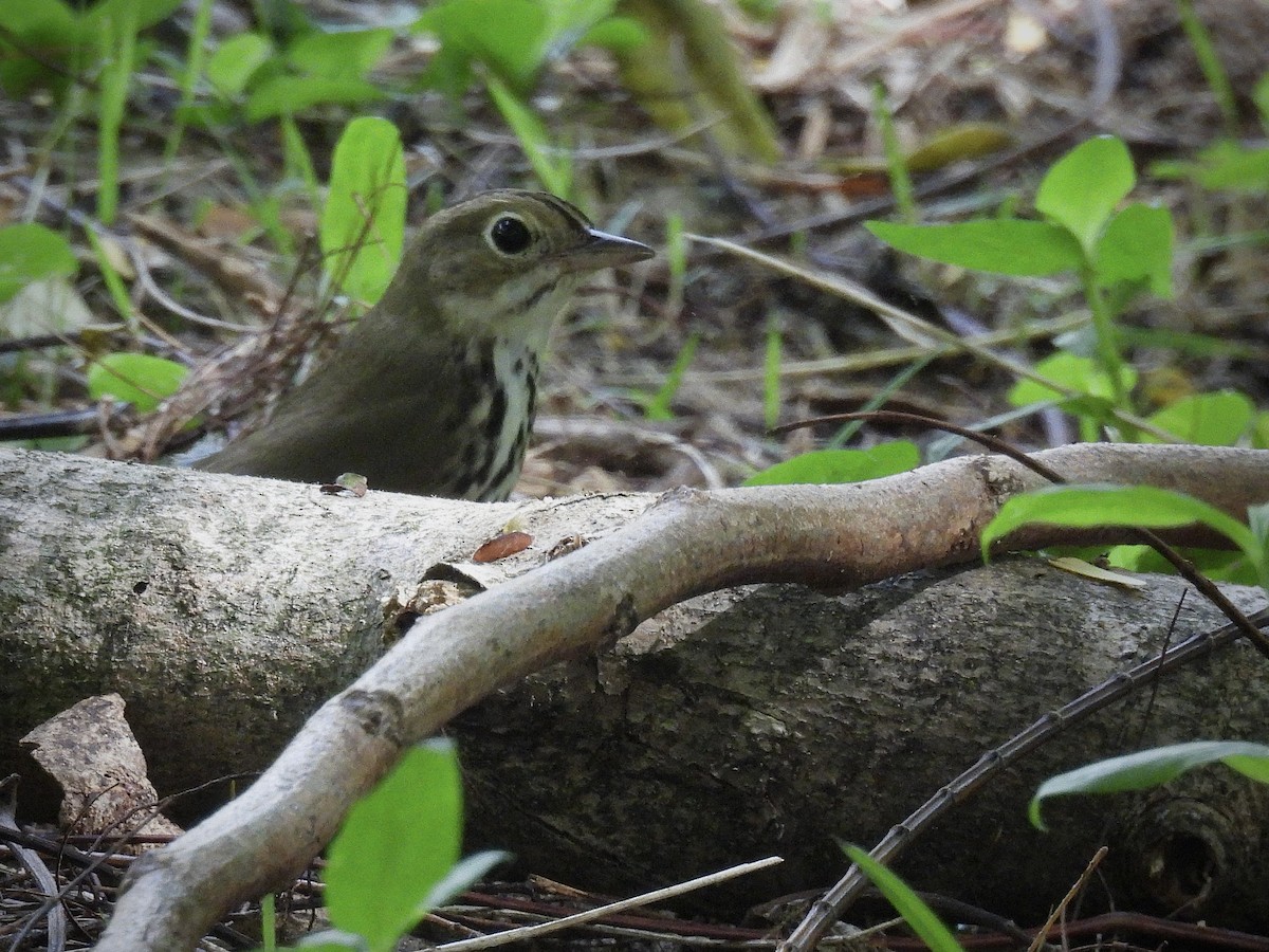 カマドムシクイ - ML644107685