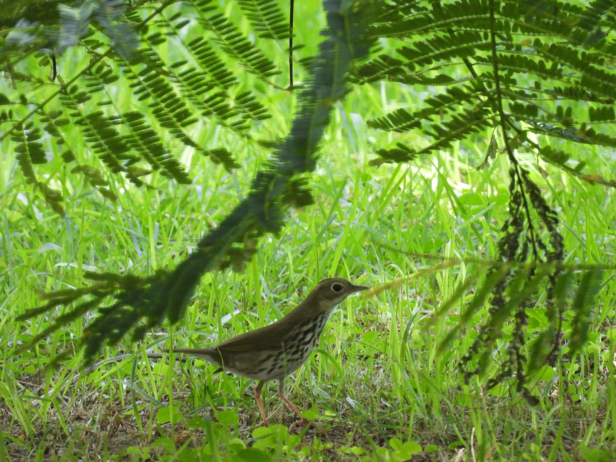 カマドムシクイ - ML644107686