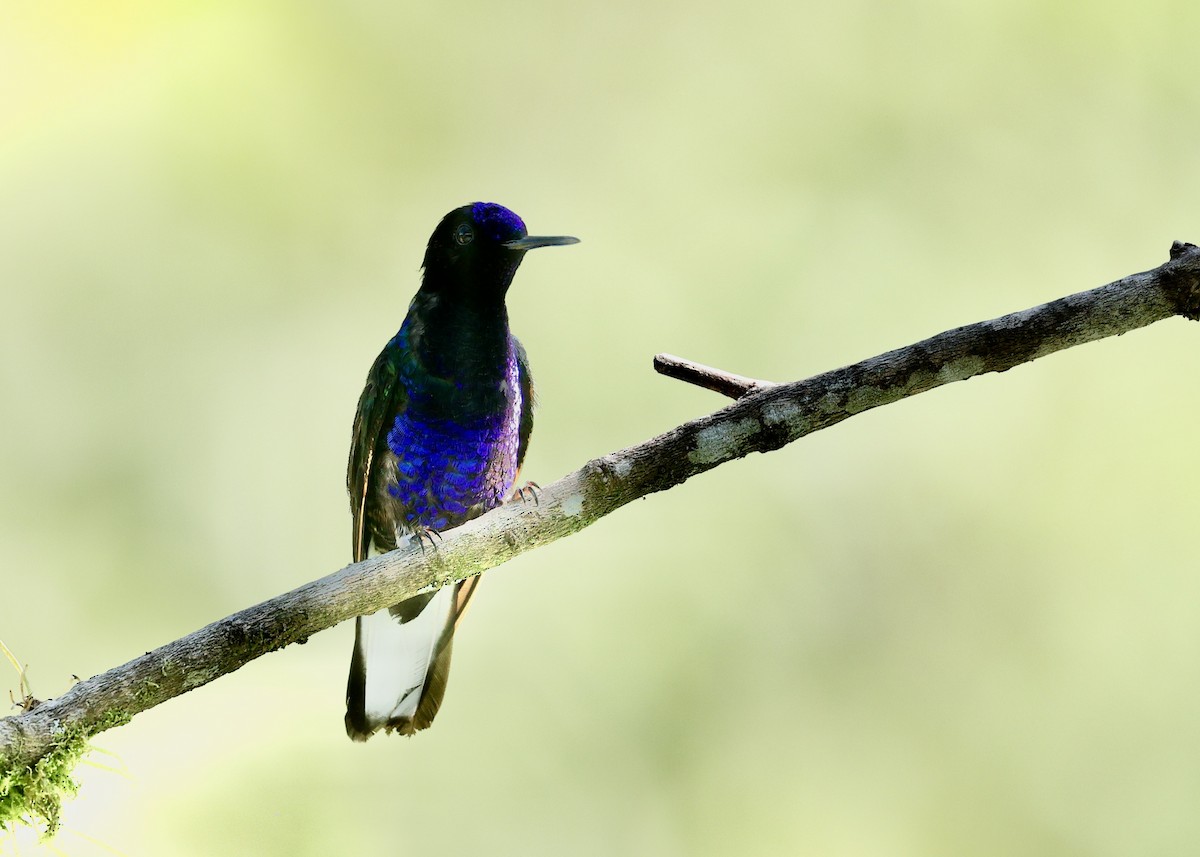 Velvet-purple Coronet - ML644107687
