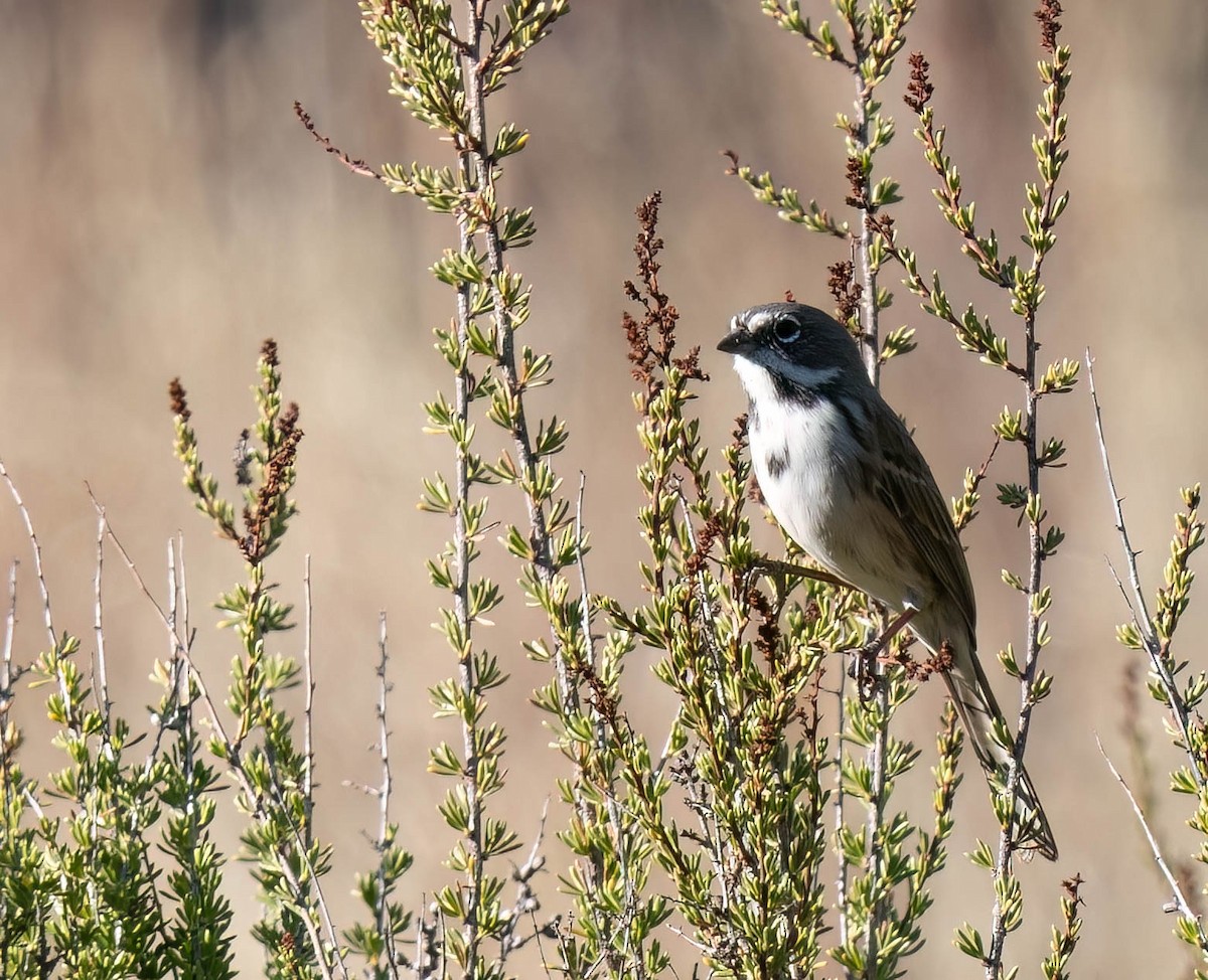 Bruant de Bell - ML644107696