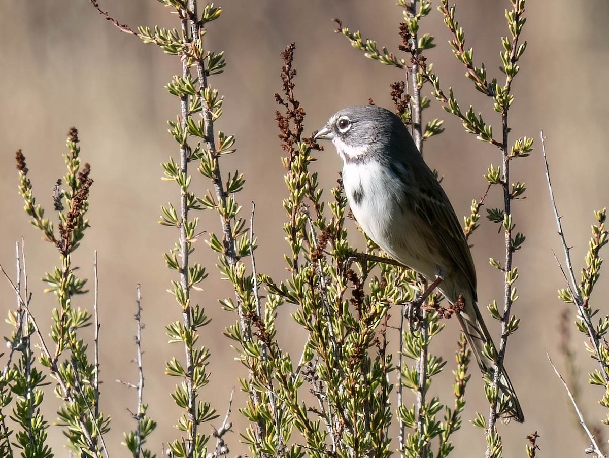 Bruant de Bell - ML644107705