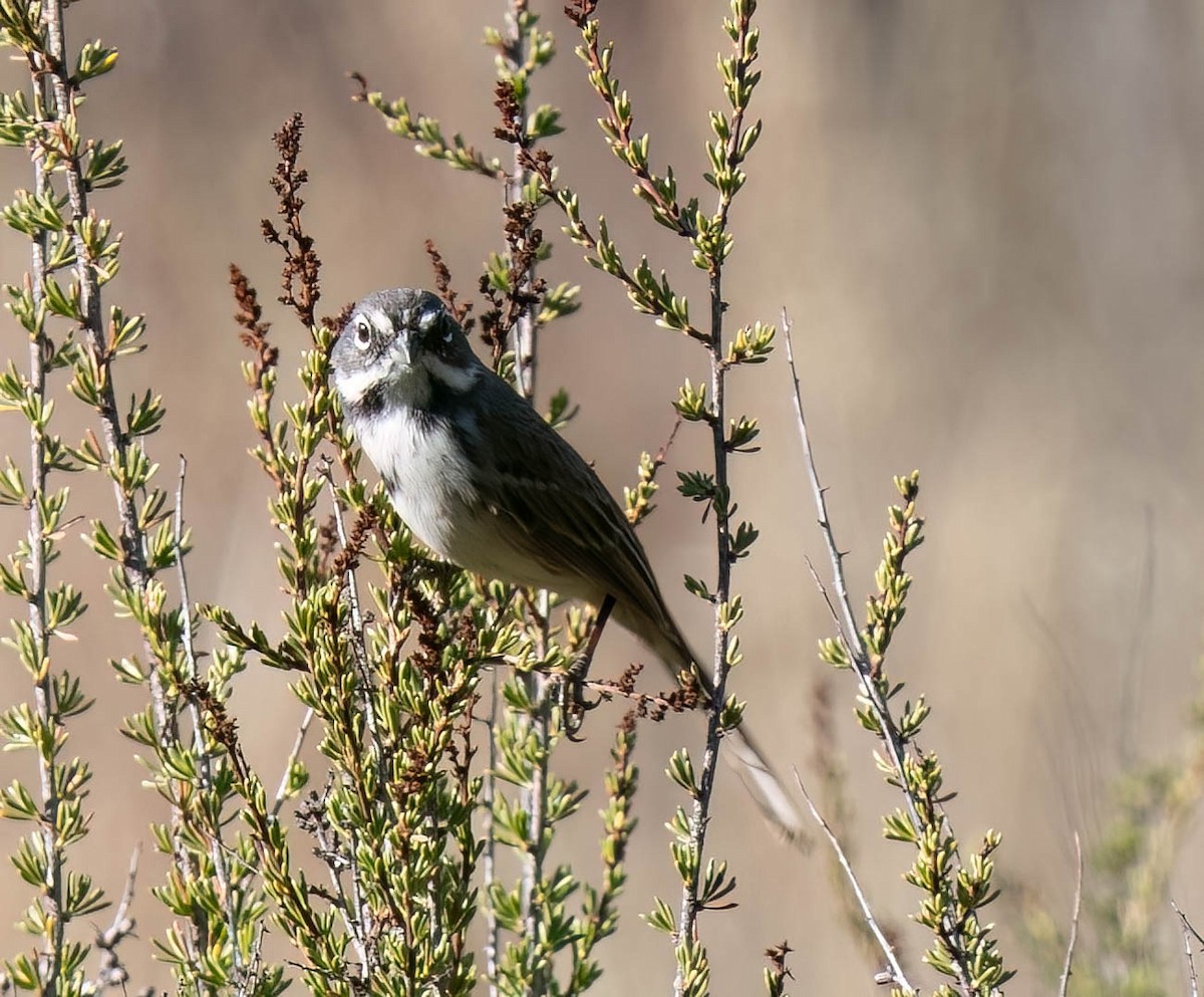 Bruant de Bell - ML644107709