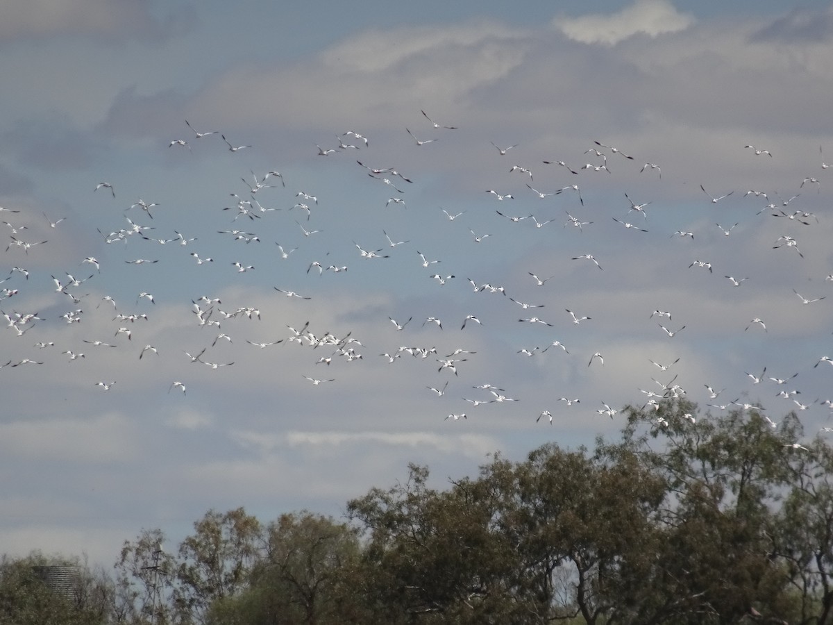 Red-necked Avocet - ML644107722