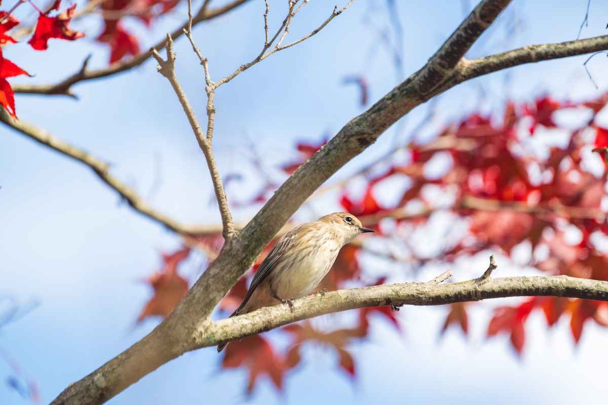 Yellow-rumped Warbler - ML644107727