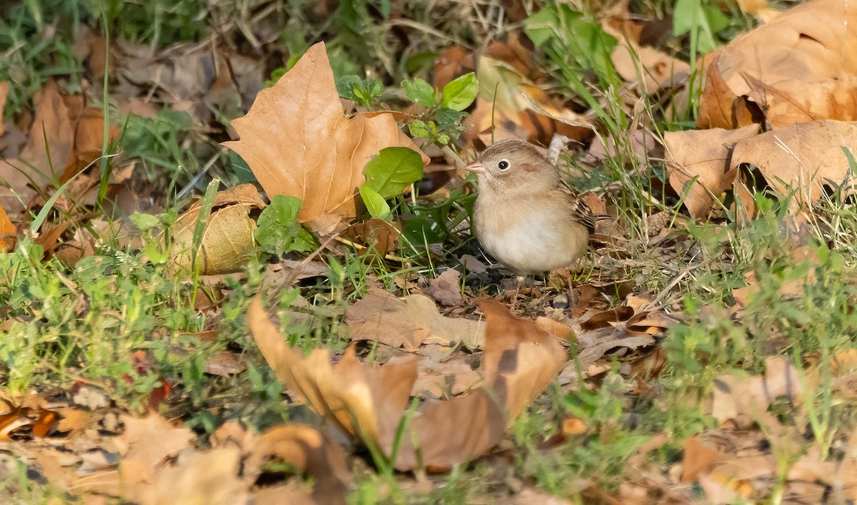 Field Sparrow - ML644107741