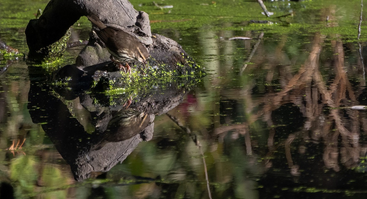 Northern Waterthrush - ML644107776