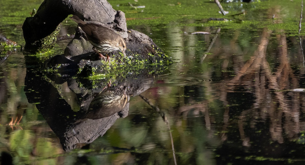 Northern Waterthrush - ML644107777