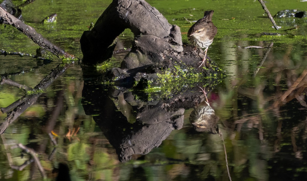 Northern Waterthrush - ML644107778