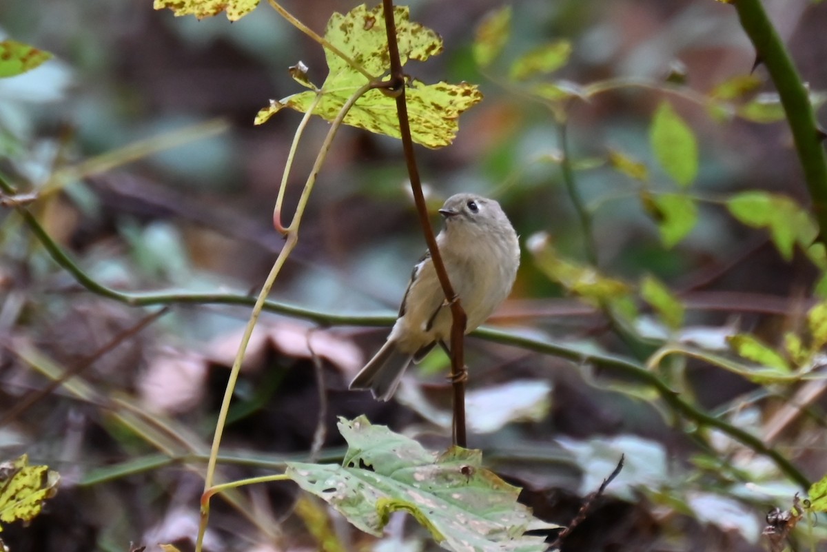 Ruby-crowned Kinglet - ML644107780