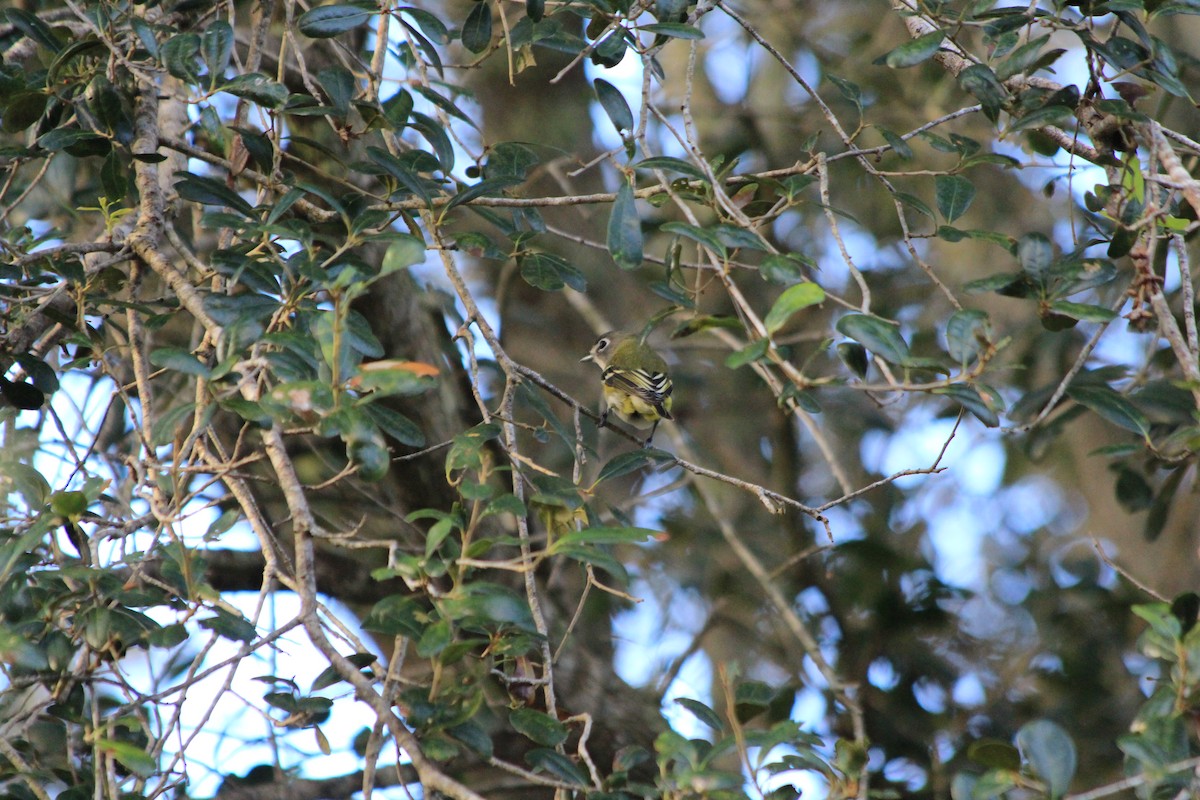 Blue-headed Vireo - ML644107791